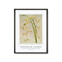 Frederick Sander - Cymbidium lowianum from Reichenbachia Orchids-1847-1920