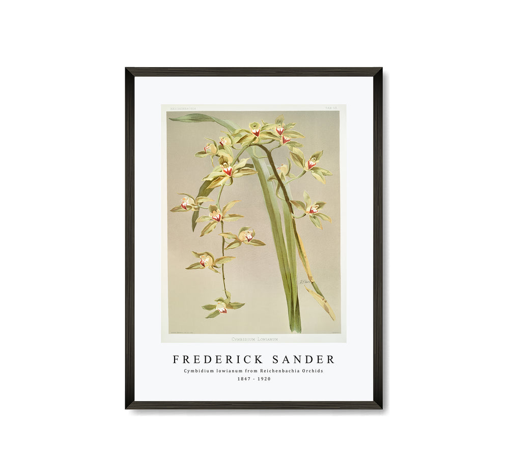 Frederick Sander - Cymbidium lowianum from Reichenbachia Orchids-1847-1920