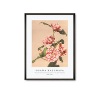 
              Ogawa Kazumasa - Beautiful photomechanical prints of Striped Camellias (1887–1897)
            