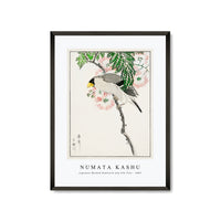 Numata Kashu - Japanese Masked Hawfinch and Silk Tree illustration from Pictorial Monograph of Birds (1885)
