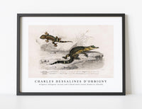 
              Charles Dessalines D'Orbigny - Alligator (Alligator incius) and Lilford'swall lizard (Podarcis lilfordi)
            