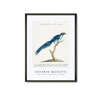 
              Saverio Manetti - Cucule celeste della China (Cuckoo) 1723-1785
            