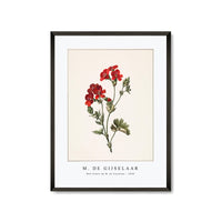 M. de Gijselaar - Red flower by M. de Gijselaar (1830)