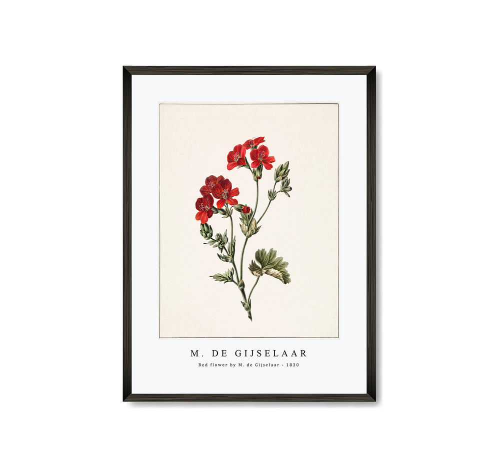 M. de Gijselaar - Red flower by M. de Gijselaar (1830)