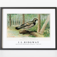 J L Ridgway - Spruce Grouse (Dendracapus Canadensis) 1859-1947