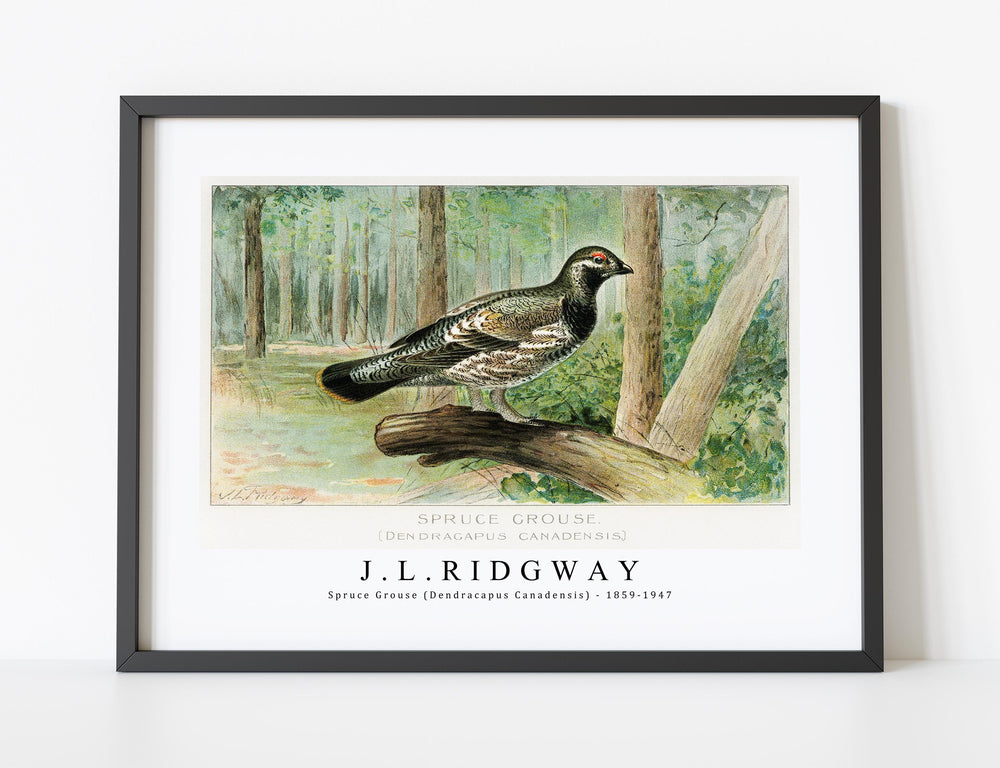 J L Ridgway - Spruce Grouse (Dendracapus Canadensis) 1859-1947