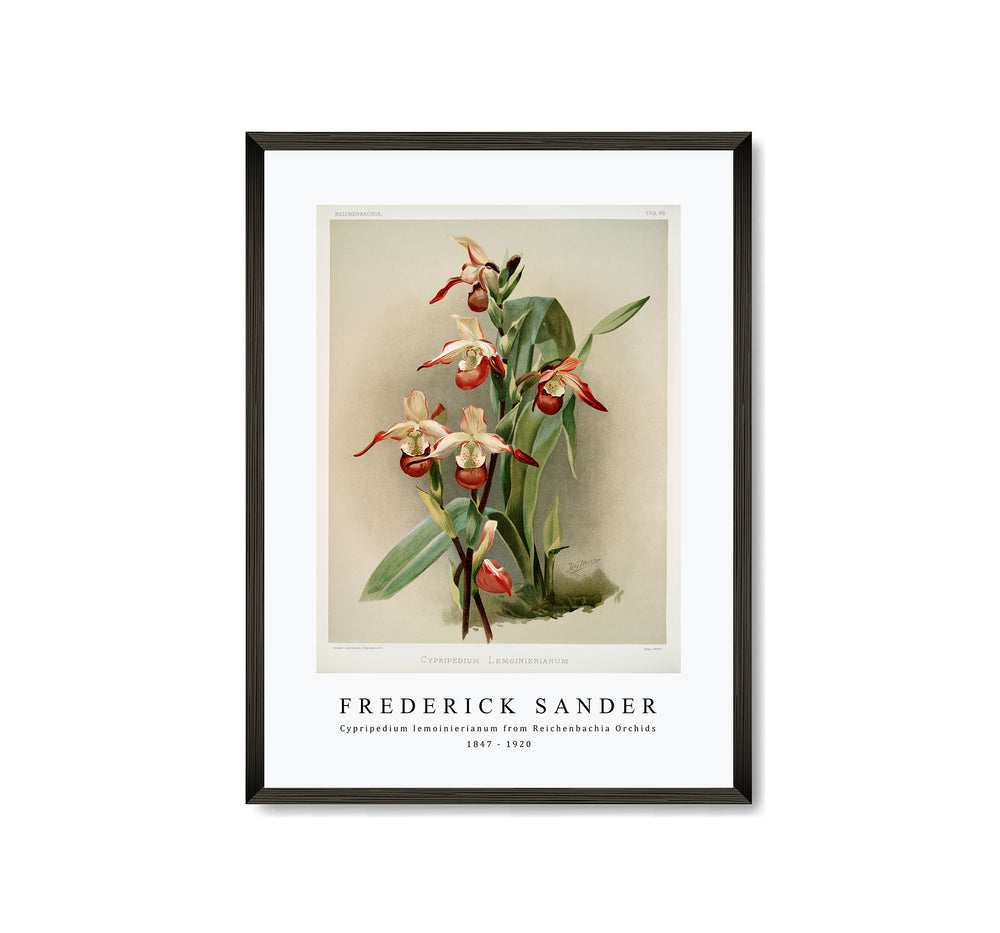 Frederick Sander - Cypripedium lemoinierianum from Reichenbachia Orchids-1847-1920