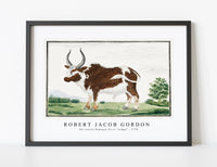 
              Robert Jacob Gordon - Bos taurus Namaqua Ox or “nomgo” (1778)
            