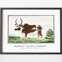 Robert Jacob Gordon - Bos taurus Namaqua Ox or “nomgo” (1778)