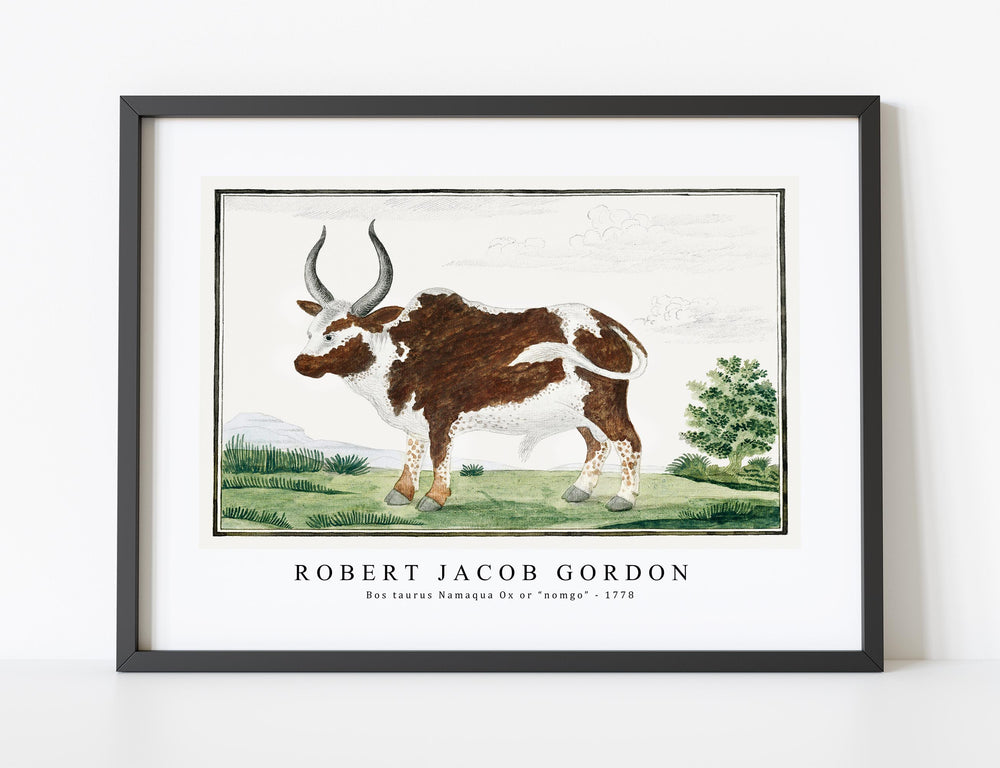 Robert Jacob Gordon - Bos taurus Namaqua Ox or “nomgo” (1778)