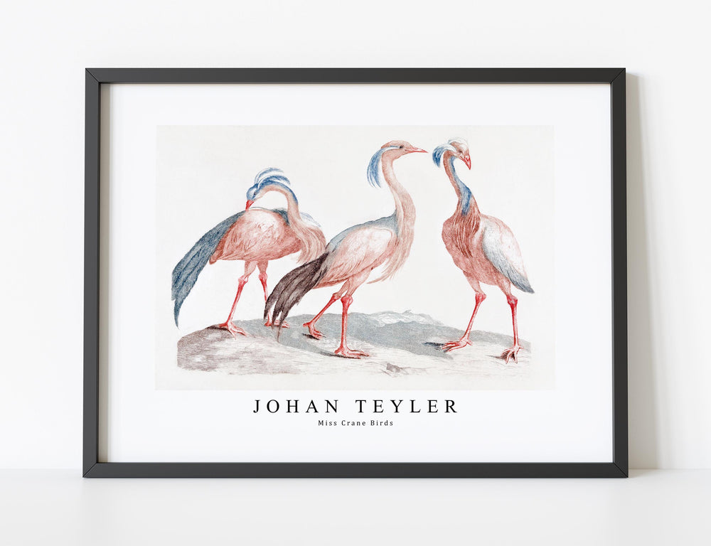 Johan Teyler - Miss Crane Birds