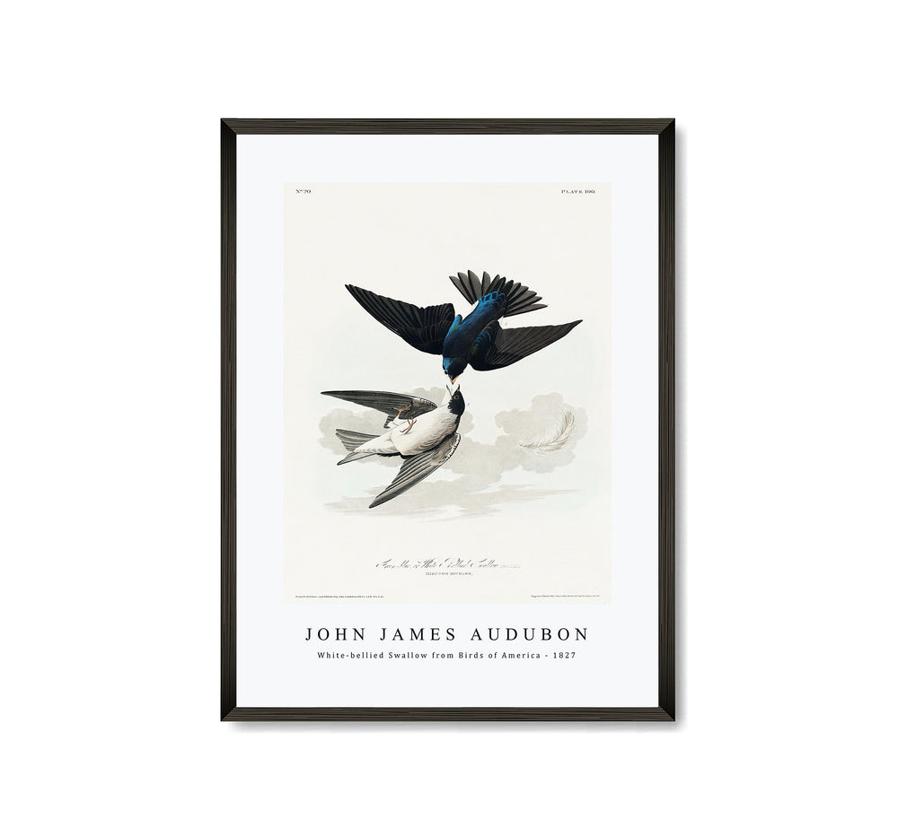 John James Audubon - White-bellied Swallow from Birds of America (1827)