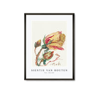 
              Sientje Van Houten - Rose 1844-1909
            