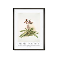 Frederick Sander - Cypripedium oenanthum superbum from Reichenbachia Orchids-1847-1920