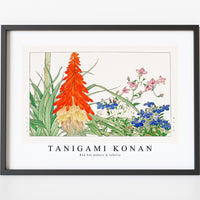 Tanigami Konan - Red hot pokers & lobelia