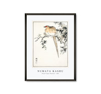 
              Numata Kashu - Hondo Copper Pheasant illustration from Pictorial Monograph of Birds (1885)
            