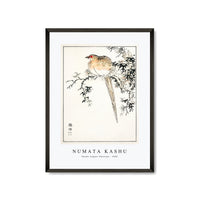 Numata Kashu - Hondo Copper Pheasant illustration from Pictorial Monograph of Birds (1885)