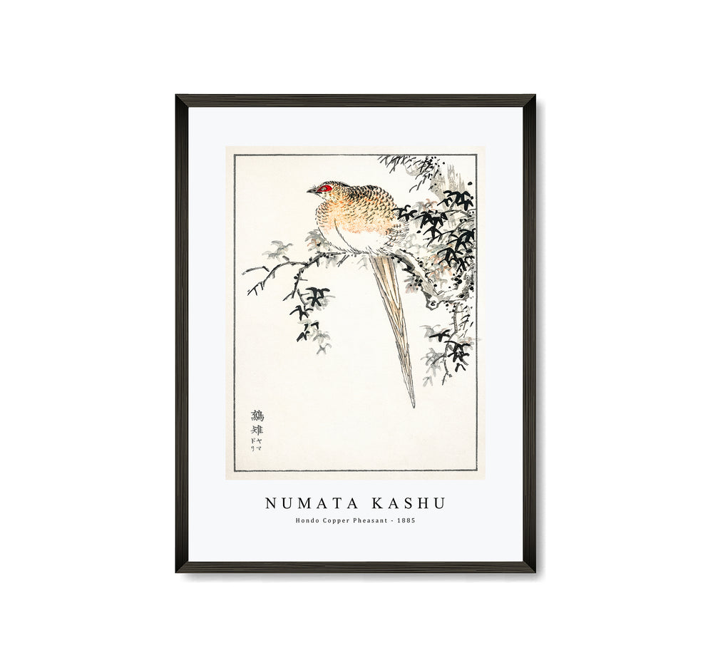 Numata Kashu - Hondo Copper Pheasant illustration from Pictorial Monograph of Birds (1885)