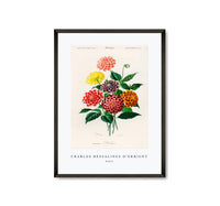
              Charles Dessalines D'Orbigny - Dahlia
            