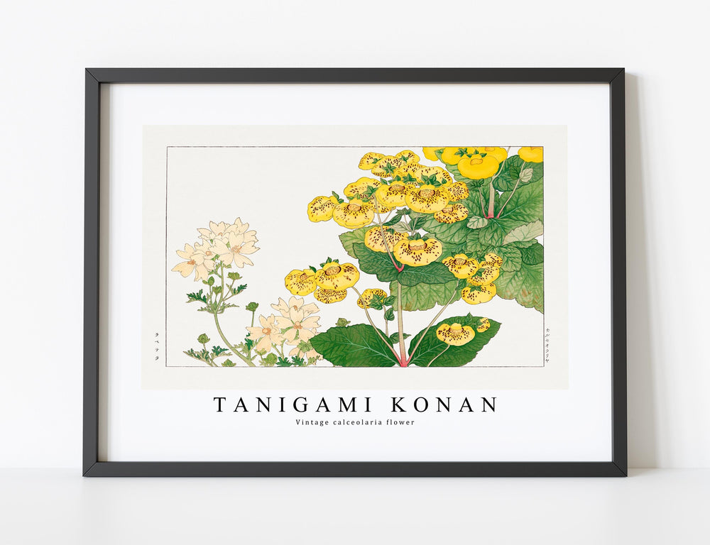 Tanigami Konan V intage calceolaria flower
