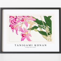 Tanigami Konan - Vintage laelia flower