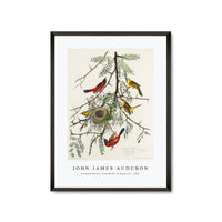 John James Audubon - Orchard Oriole from Birds of America (1827)