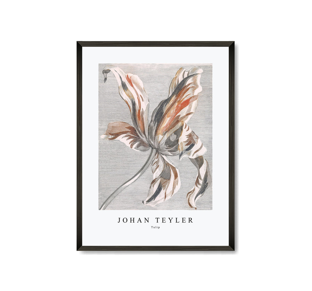 Johan Teyler - Tulip