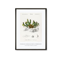 
              Charles Dessalines D'Orbigny - Carrion-flower (Stapelia variegata)
            