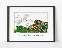 
              Tanigami Konan - Vintage tydea & cape primrose flower
            