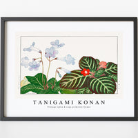 Tanigami Konan - Vintage tydea & cape primrose flower