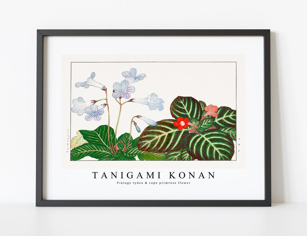 Tanigami Konan - Vintage tydea & cape primrose flower