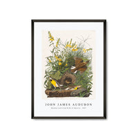 John James Audubon - Meadow Lark from Birds of America (1827)