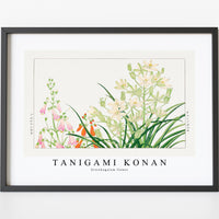 Tanigami Konan - Ornithogalum flower