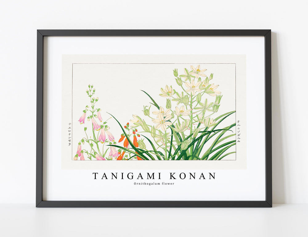 Tanigami Konan - Ornithogalum flower