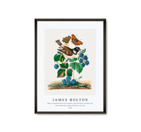 
              James Bolton - White-cheeked Starling, bramble and Eurasian Comma and Seven-Spotted Ladybird Beetle on leaf 1768
            