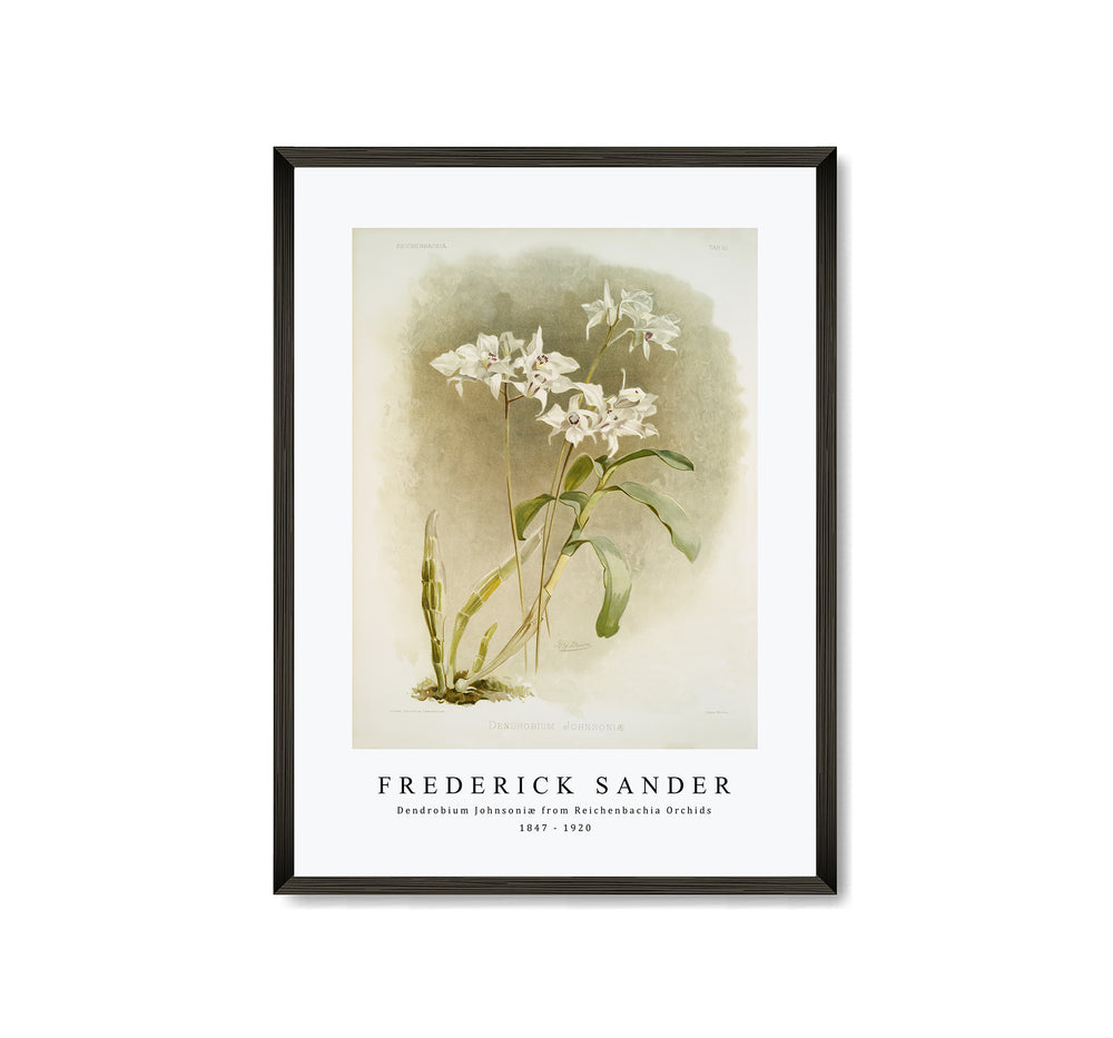 Frederick Sander - Dendrobium Johnsoniæ from Reichenbachia Orchids-1847-1920