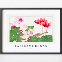 Tanigami Konan - Syclamen