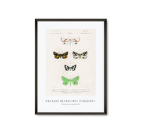
              Charles Dessalines D'Orbigny - Collection of moths (3)
            