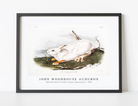 
              John Woodhouse Audubon - Northern Hare in winter (Lepus Americanus) from the viviparous quadrupeds of North America (1845)
            