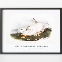 John Woodhouse Audubon - Northern Hare in winter (Lepus Americanus) from the viviparous quadrupeds of North America (1845)