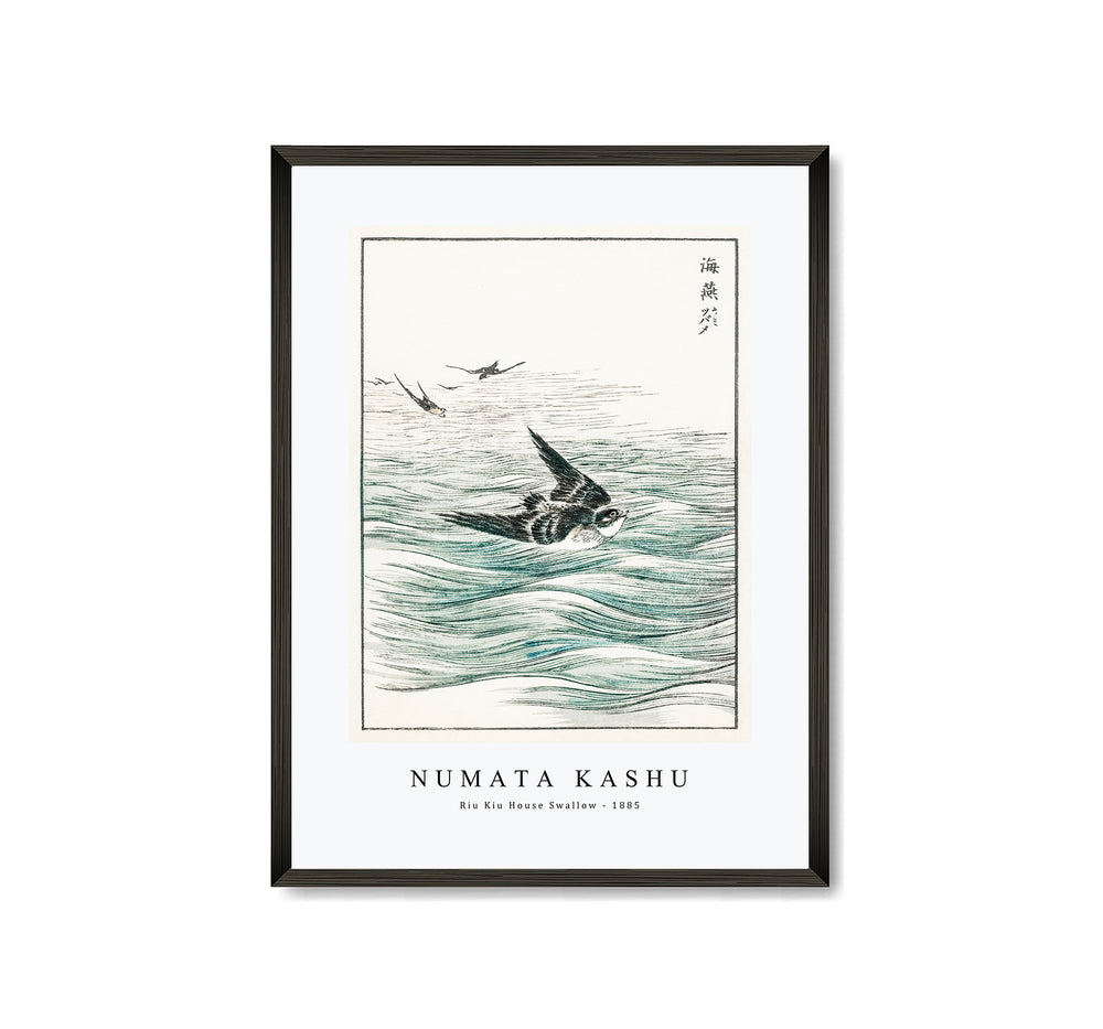 Numata Kashu - Riu Kiu House Swallow illustration from Pictorial Monograph of Birds (1885)