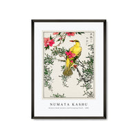 Numata Kashu - Chinese Bush-warbler and Drooping Peach iIllustration from Pictorial Monograph of Birds (1885)