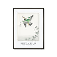 Numata Kashu - Japanese Common Kingfisher illustration from Pictorial Monograph of Birds (1885)