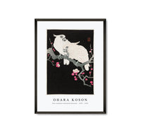 
              Ohara Koson - Two cockatoo and plum blossom (1925 - 1936) by Ohara Koson (1877-1945)
            