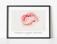 
              Georgius Jacobus Johannes - Red Rose
            