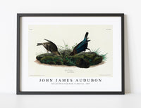 
              John James Audubon - Cow-pen Bird from Birds of America (1827)
            