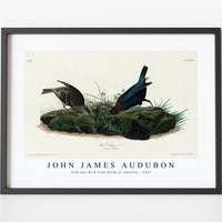 John James Audubon - Cow-pen Bird from Birds of America (1827)
