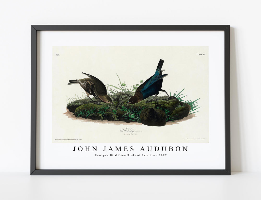 John James Audubon - Cow-pen Bird from Birds of America (1827)