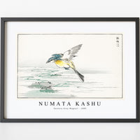 Numata Kashu - Eastern Grey Wagtail illustration from Pictorial Monograph of Birds (1885)