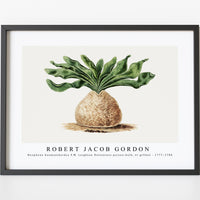 Robert Jacob Gordon - Boophone haemanthoides F.M. Leighton Hottentots poison-bulb, or giftbol (1777–1786)